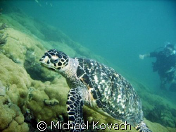 Turtle on the Inside Reef at Lauderdale by the Sea by Michael Kovach 